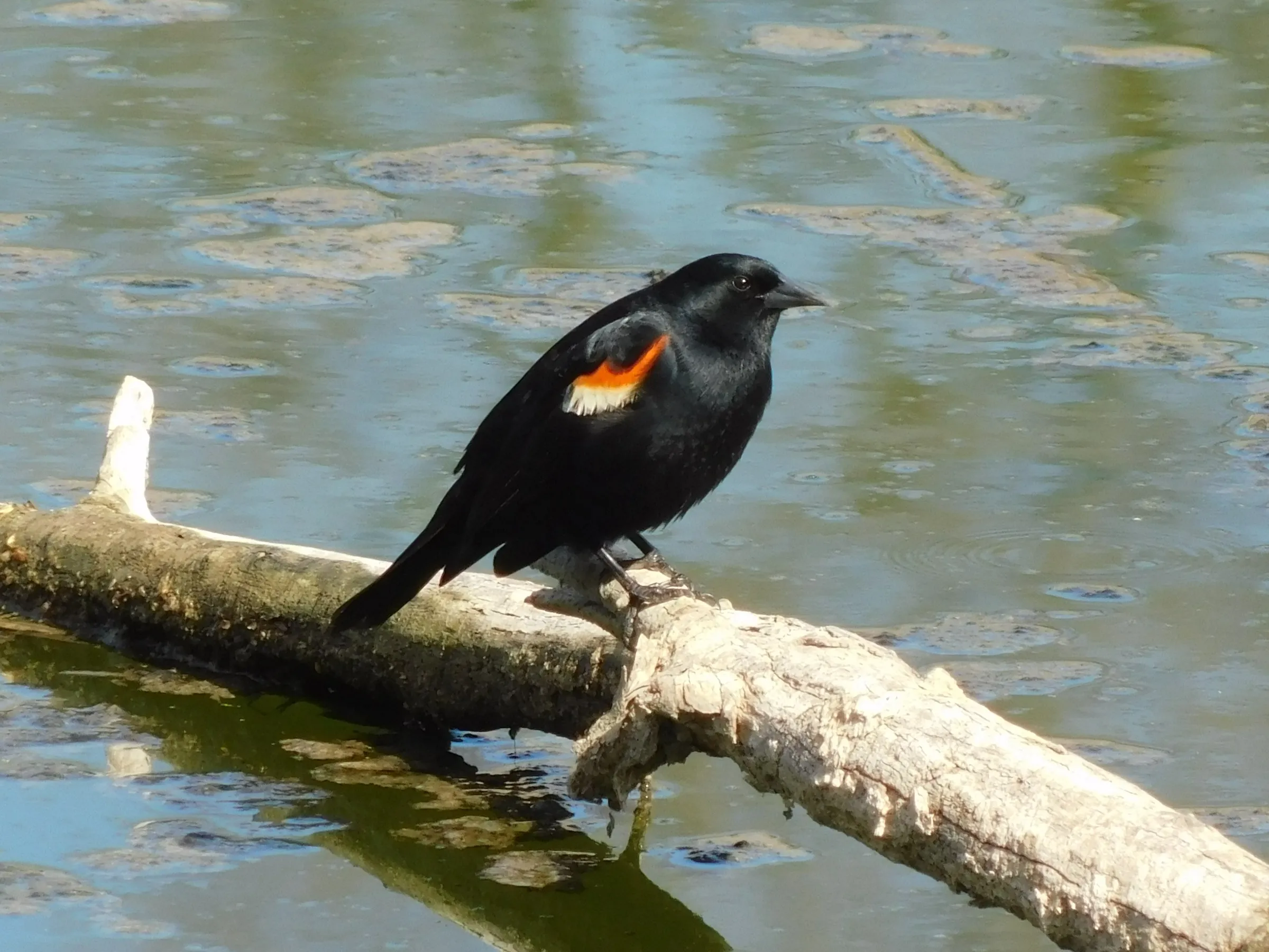A red-winged blackbird perched among reeds
