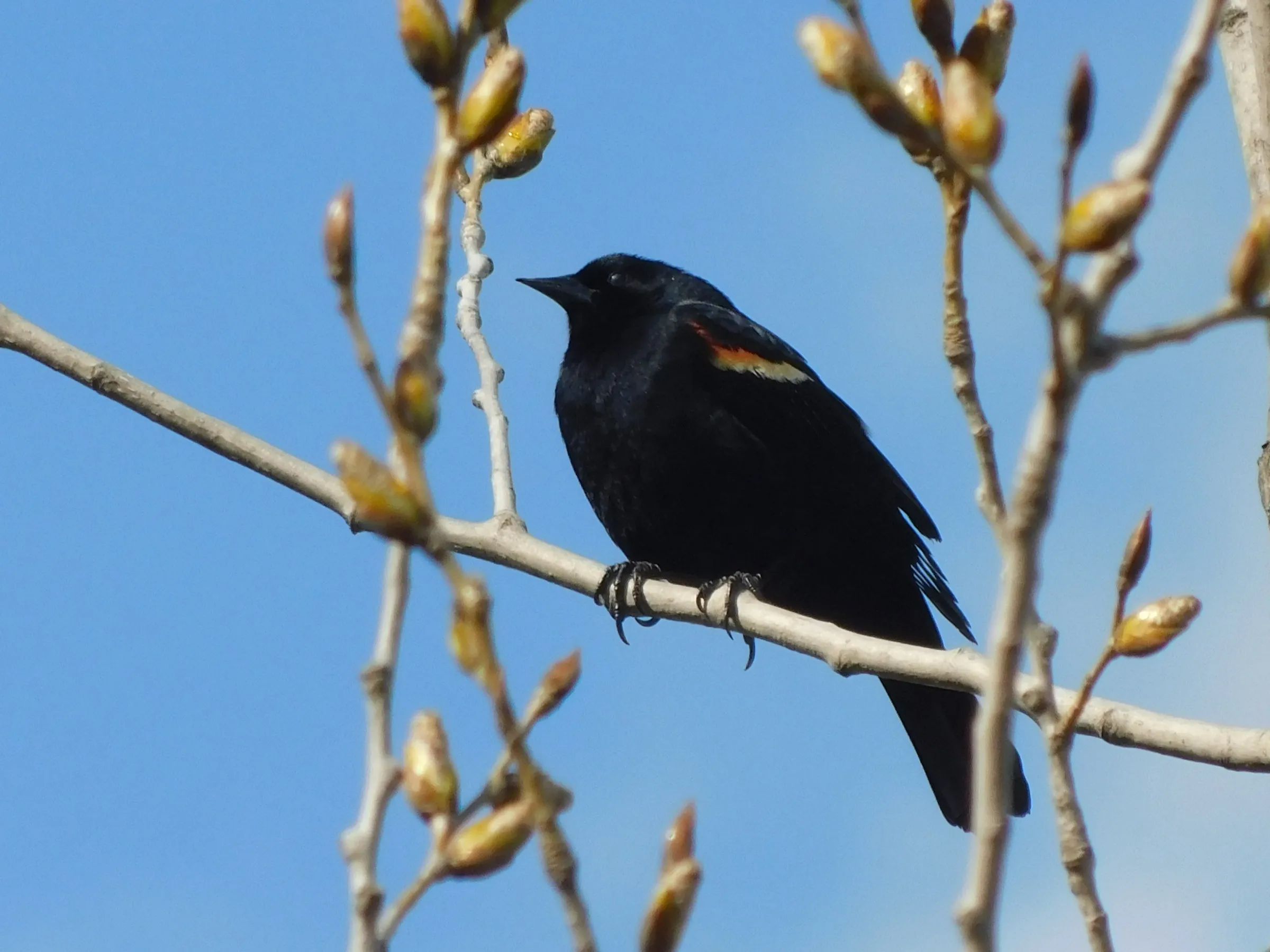 A red-winged blackbird