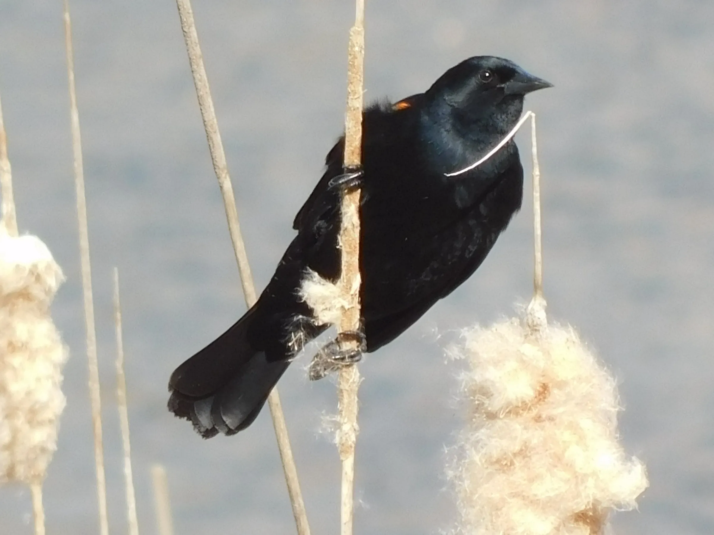 A red-winged blackbird