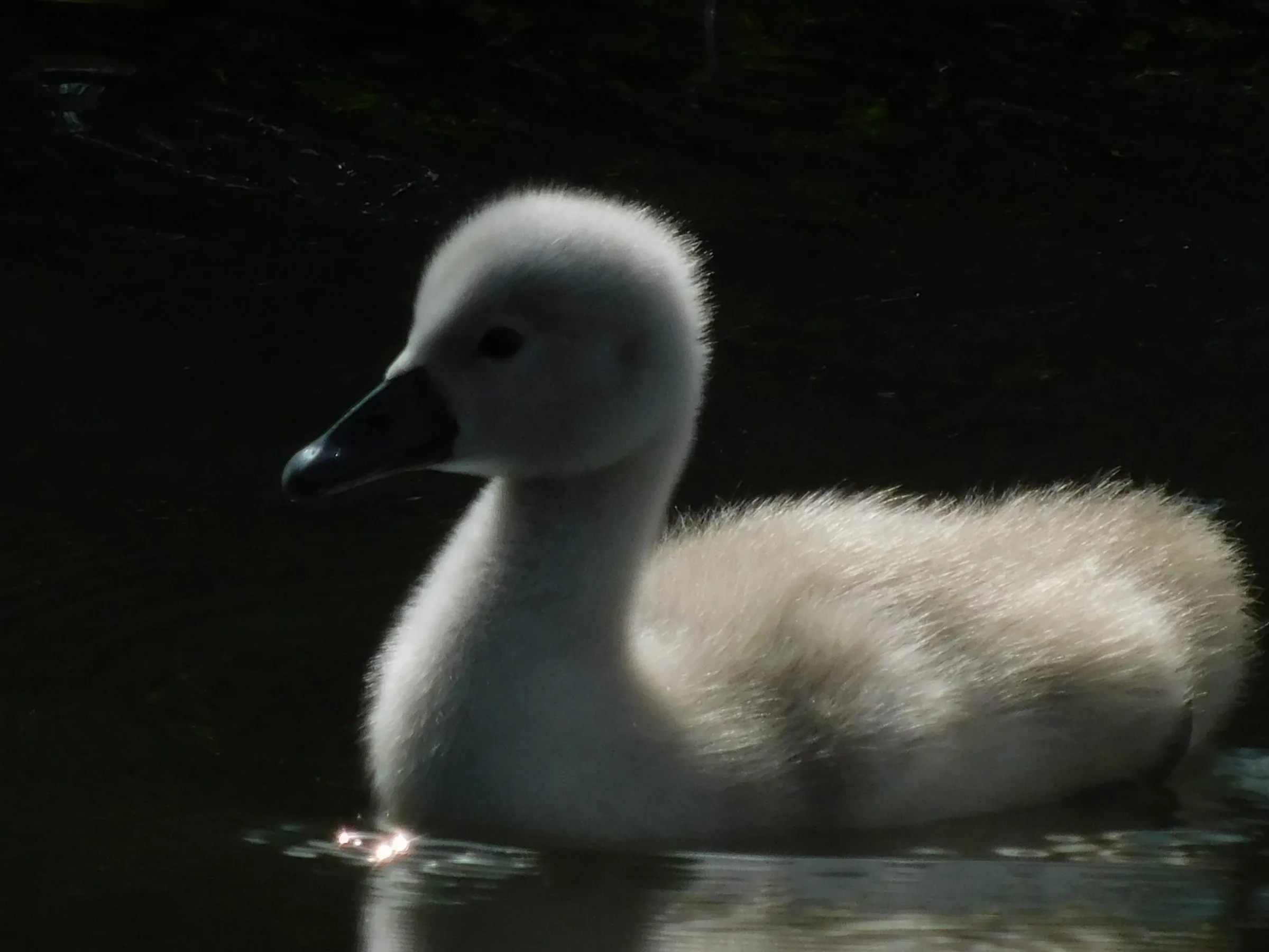 A young swan, a cygnet, on the water