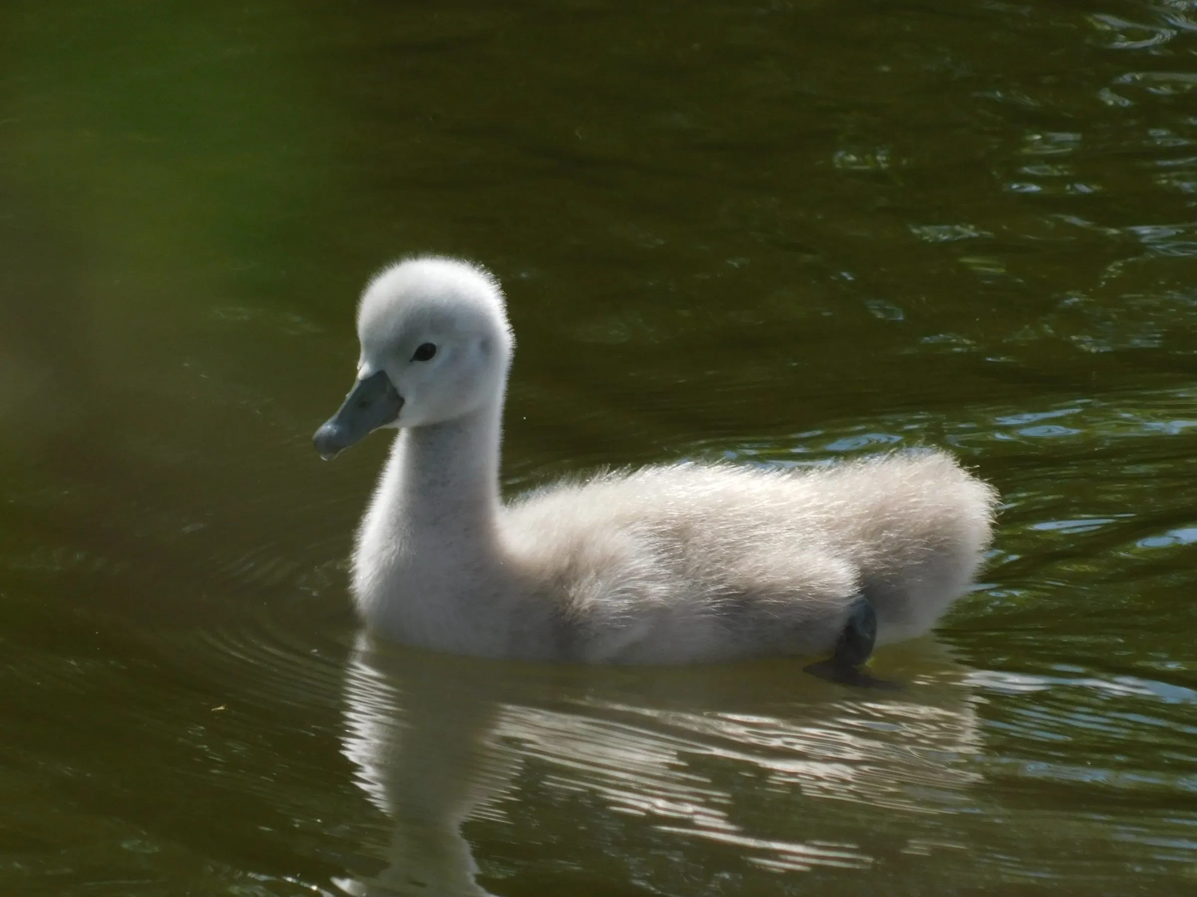 A cygnet