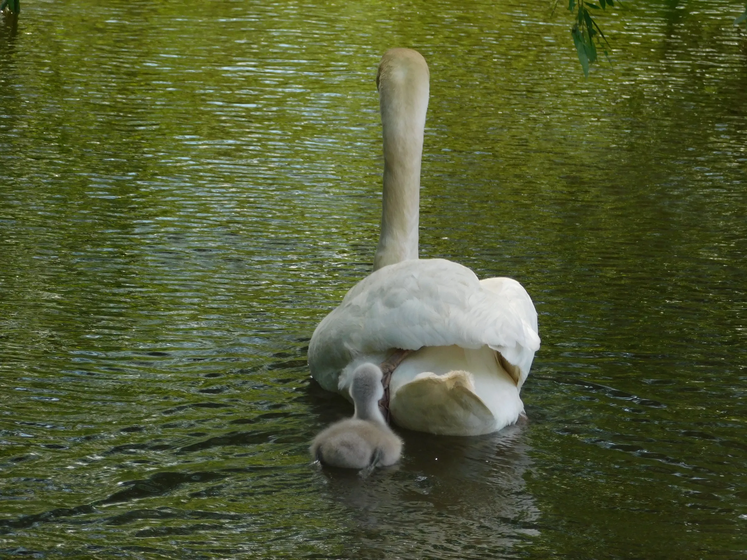 A cygnet