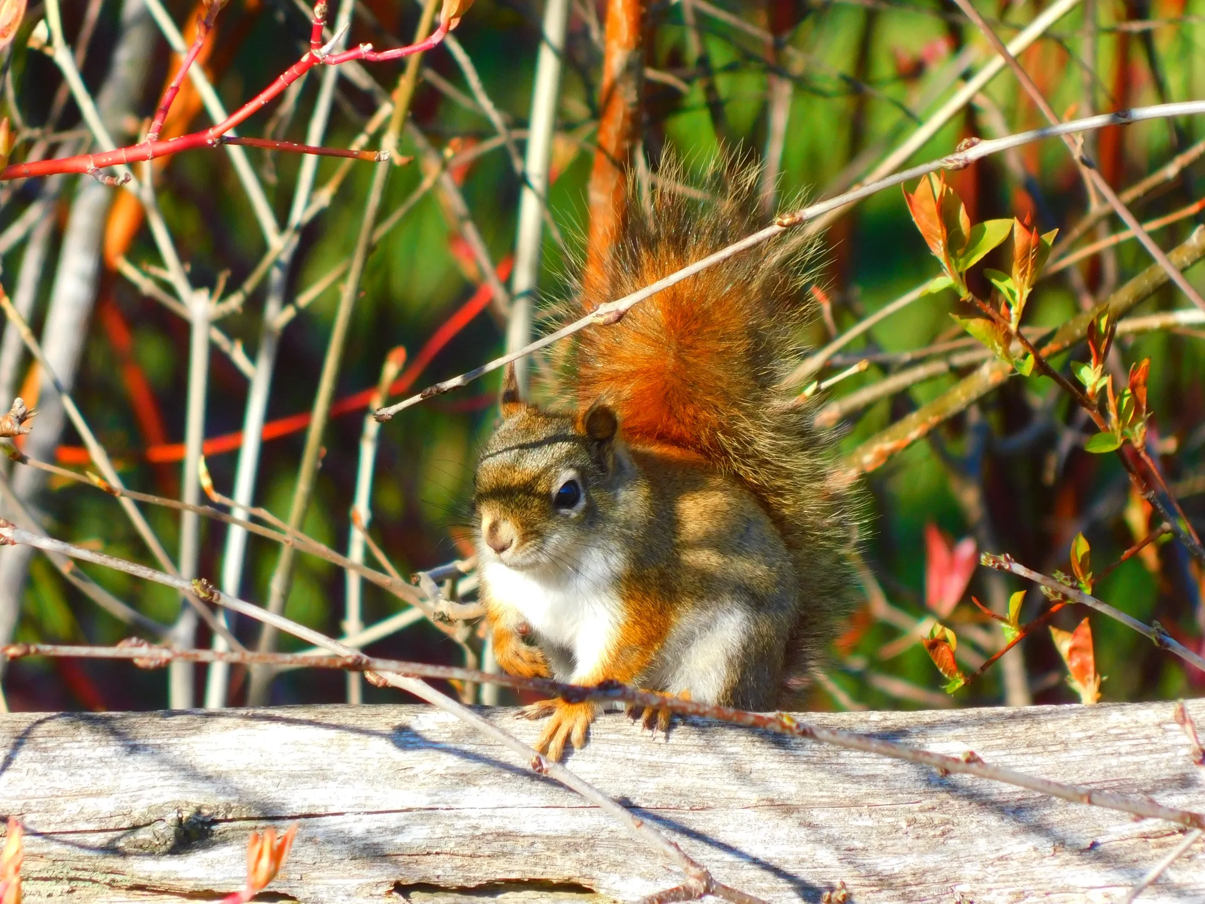 An American red squirrel among bright branches