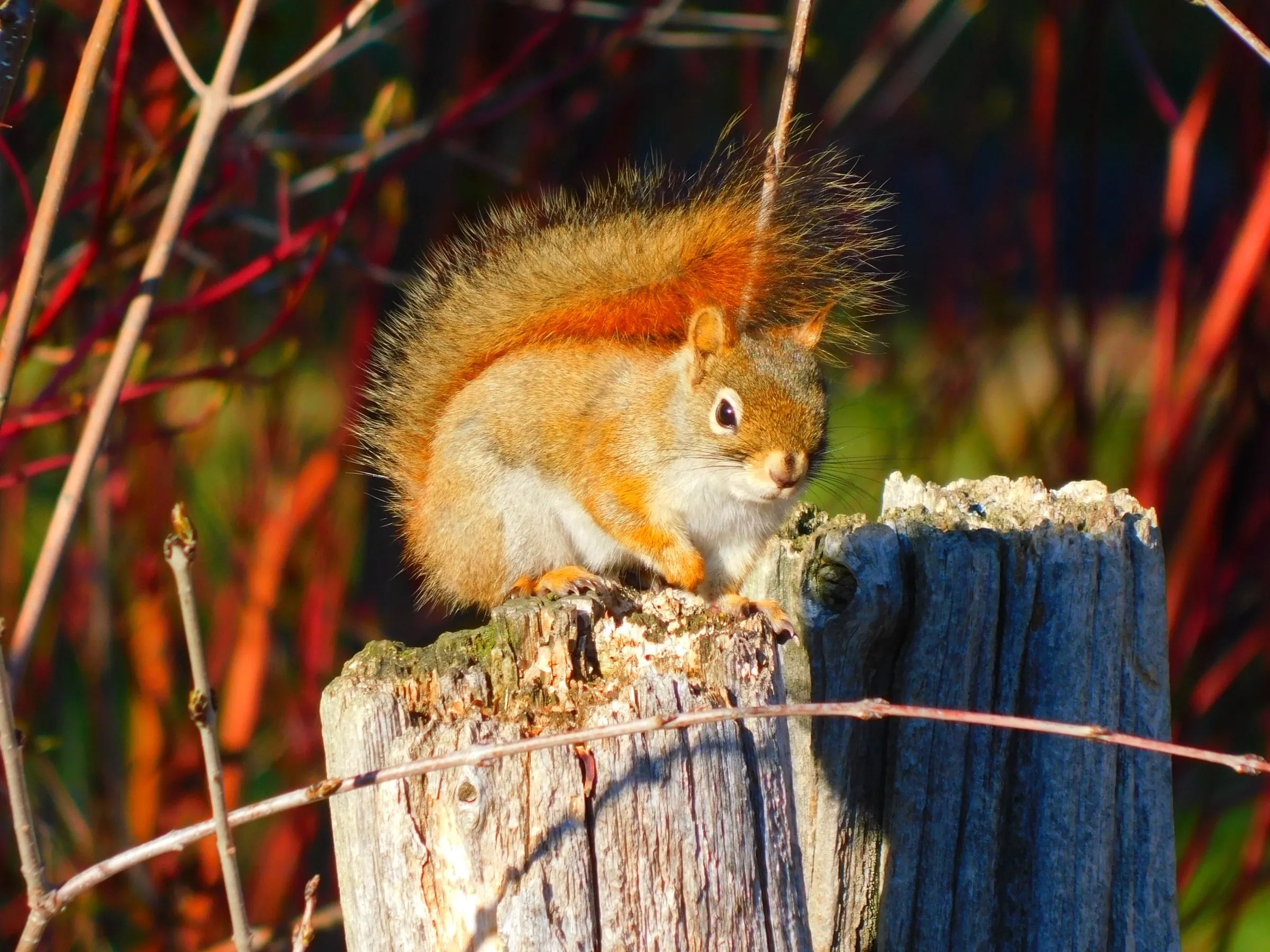 An American red squirrel on a fence post