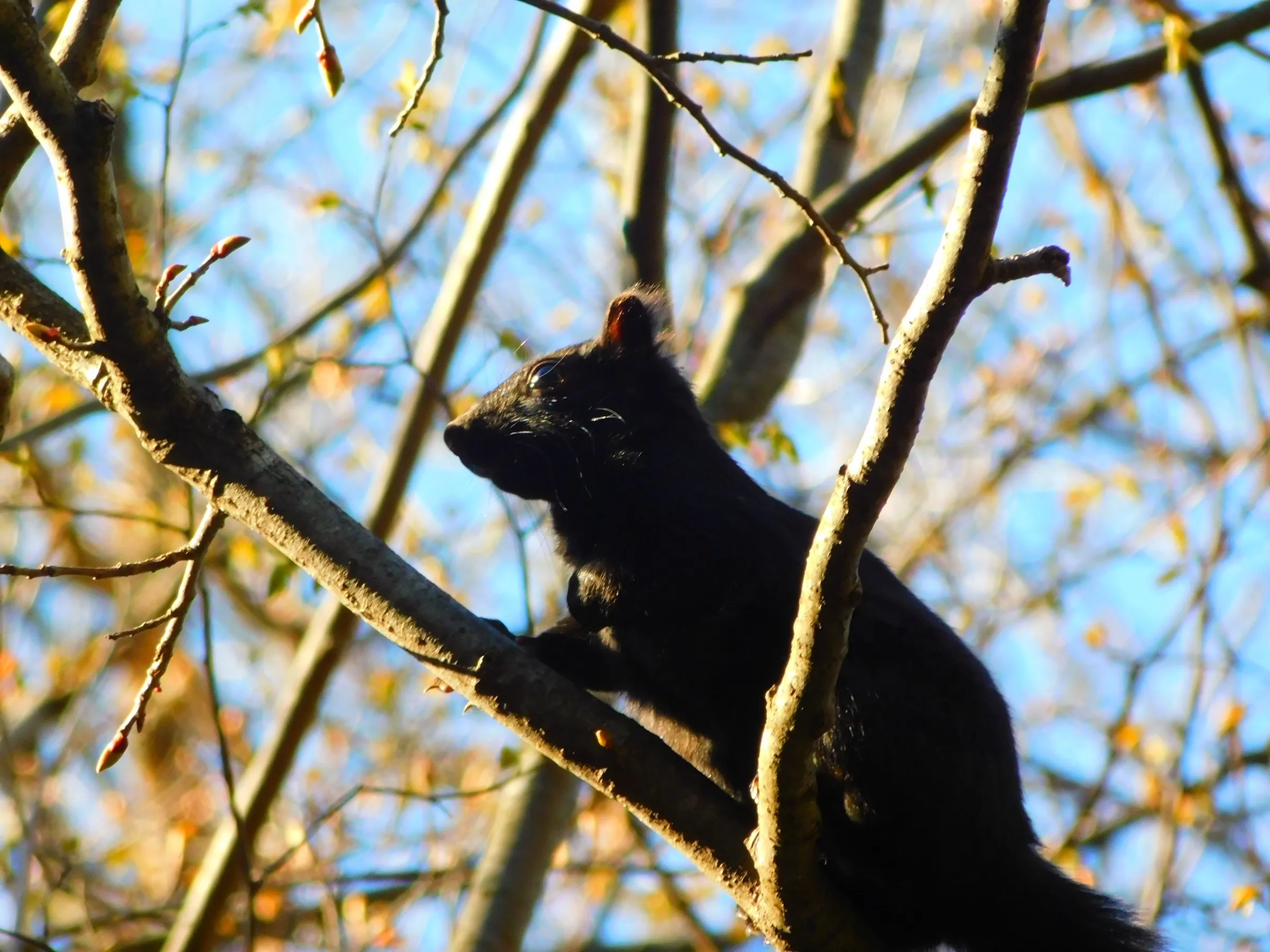 A black-morph eastern gray squirrel in a tree against blue sky