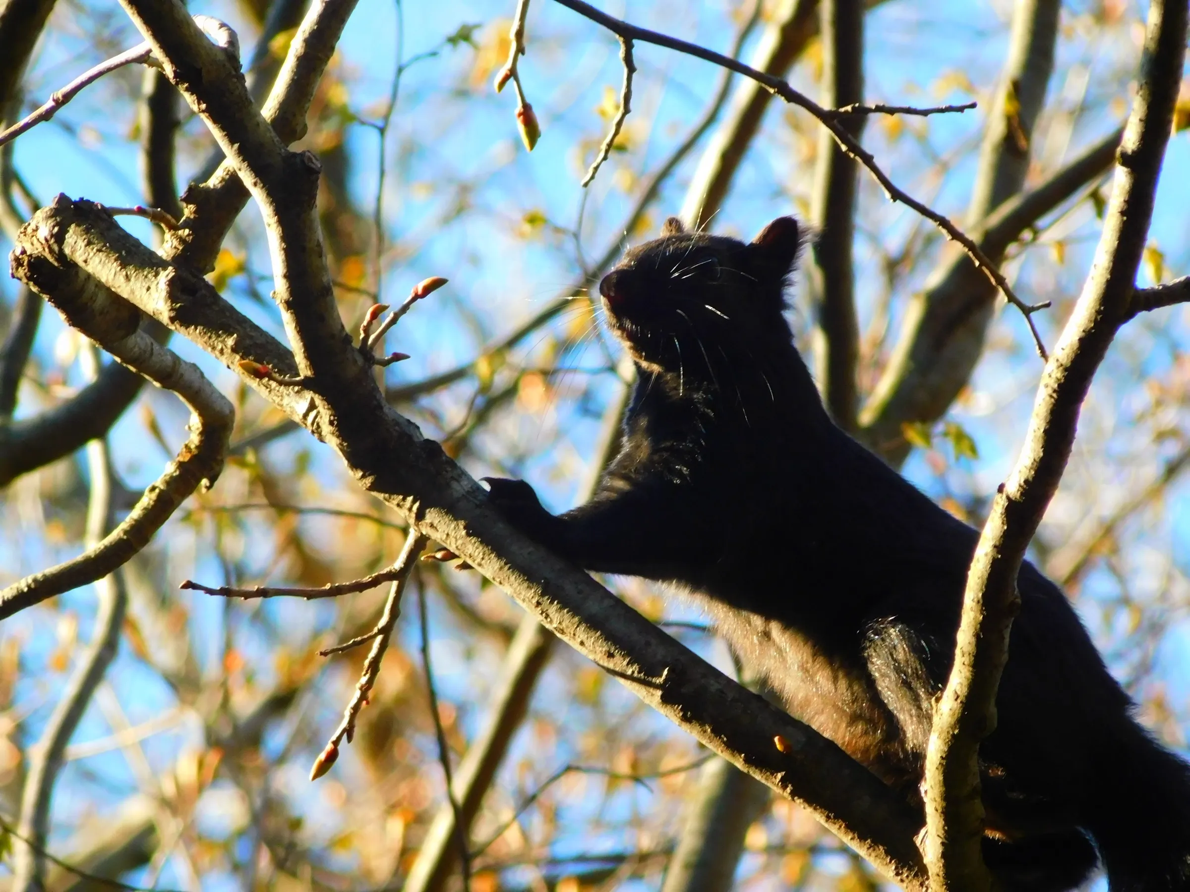 A black-morph eastern gray squirrel climbing