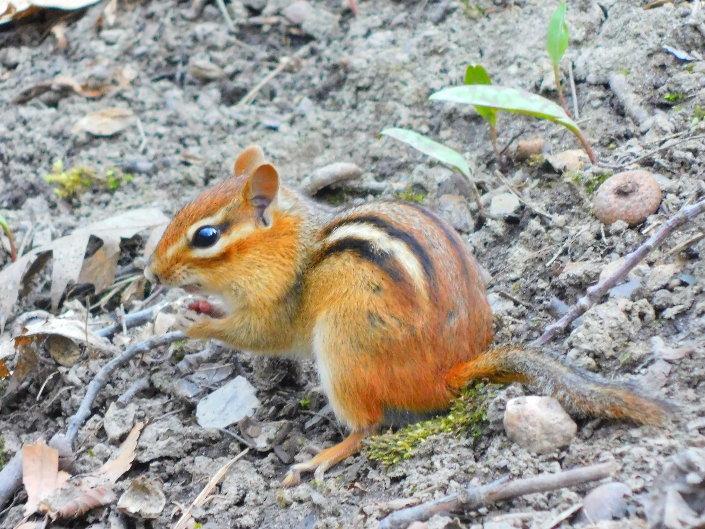 An eastern chipmunk
