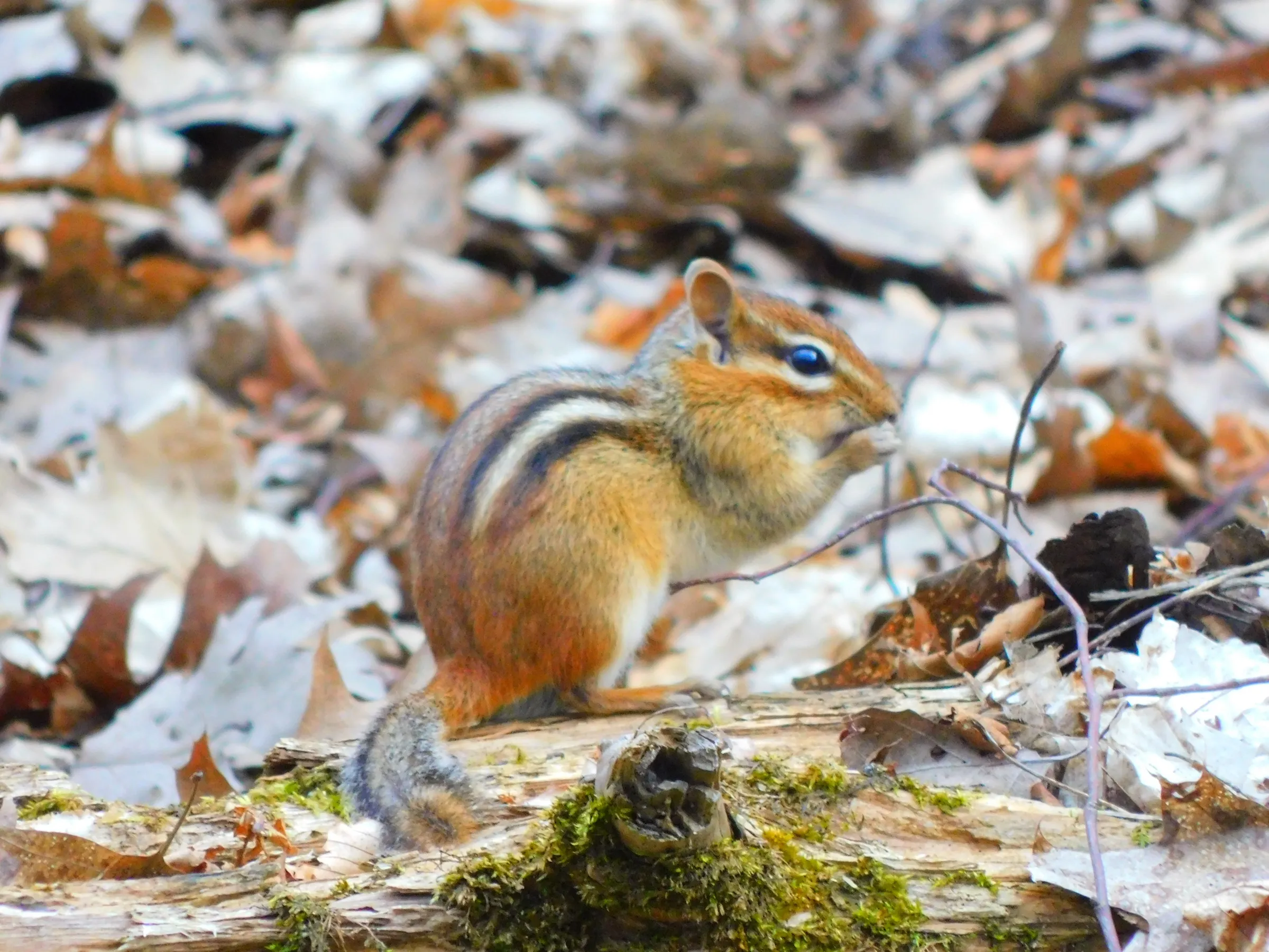 An eastern chipmunk
