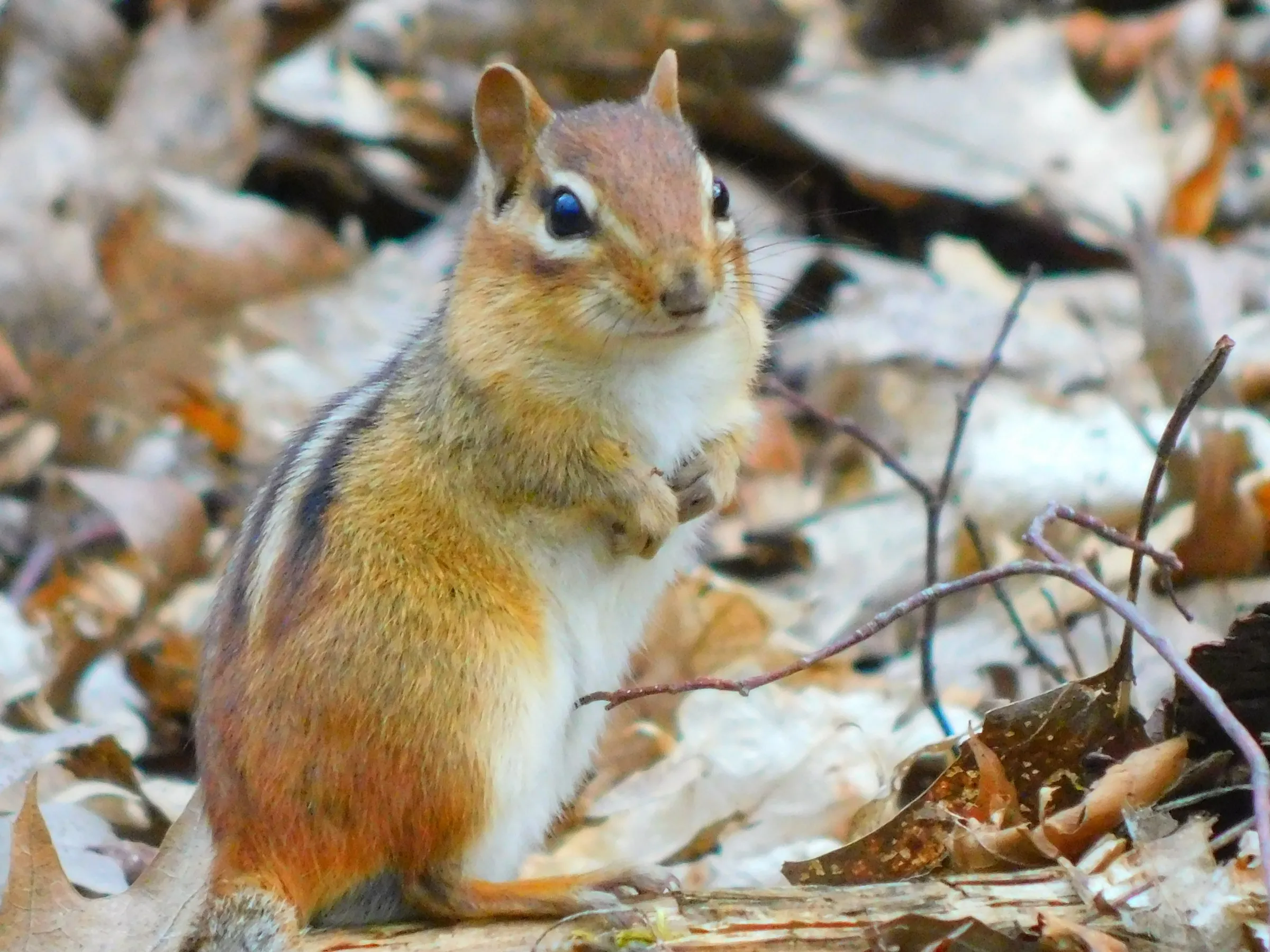 An eastern chipmunk