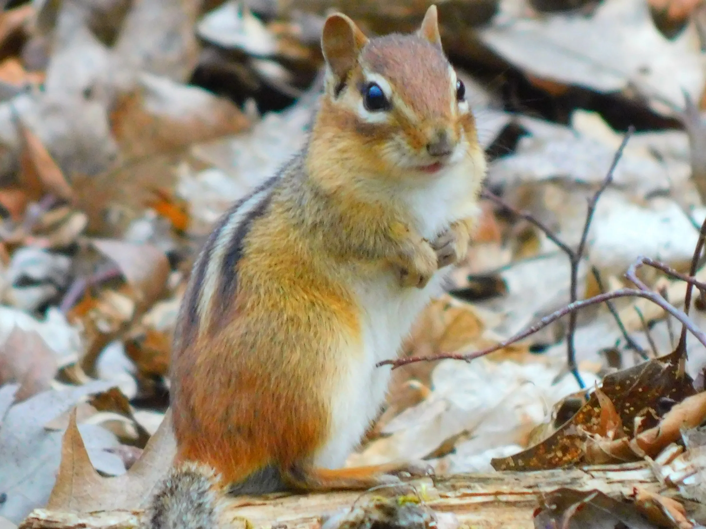 An eastern chipmunk