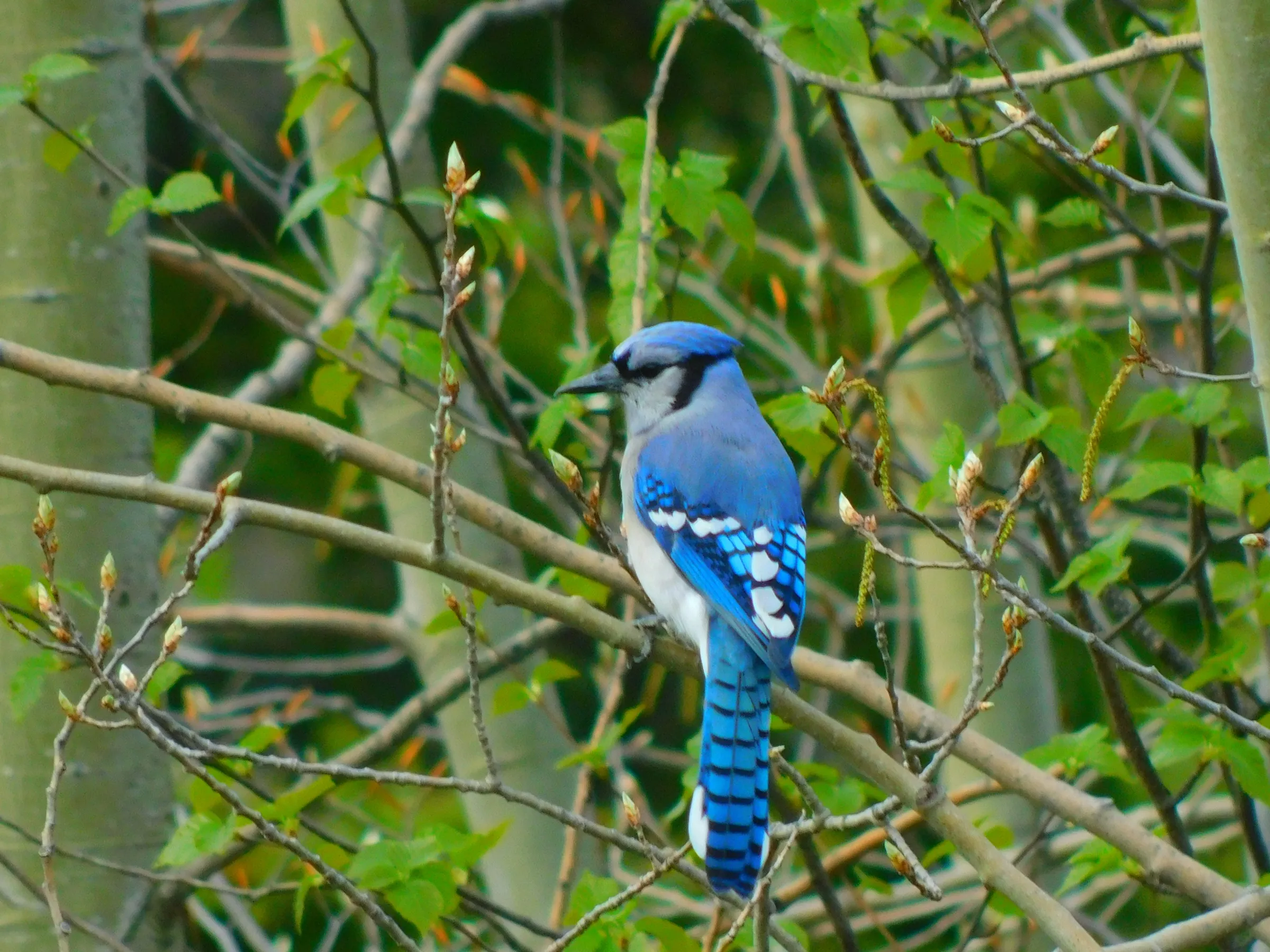 A blue jay