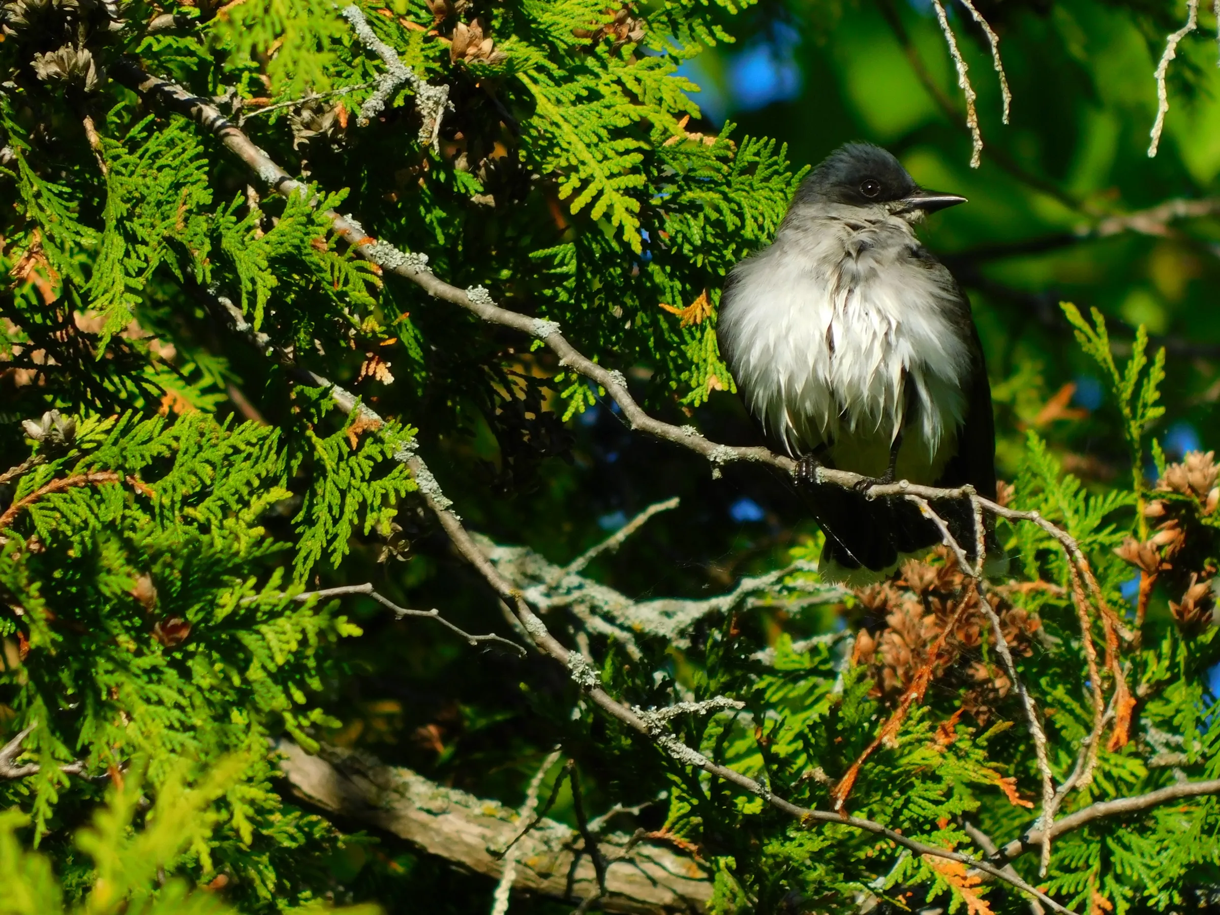 An eastern kingbird perched in cedar