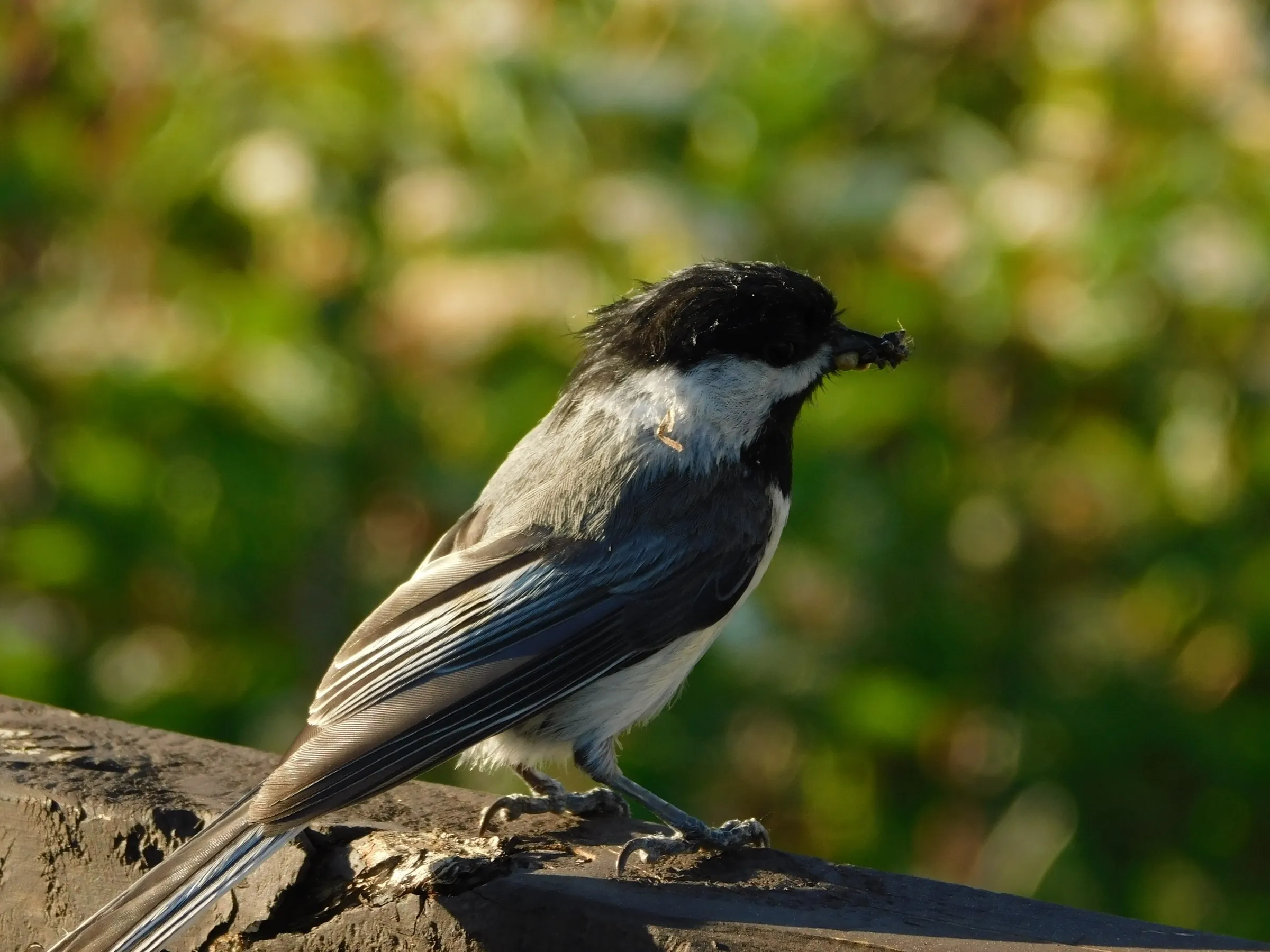 A black-capped chickadee