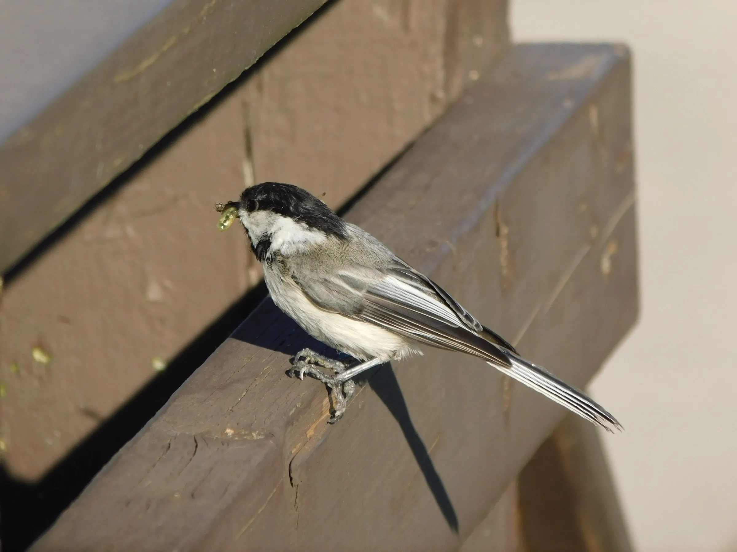 A black-capped chickadee with an insect in its beak