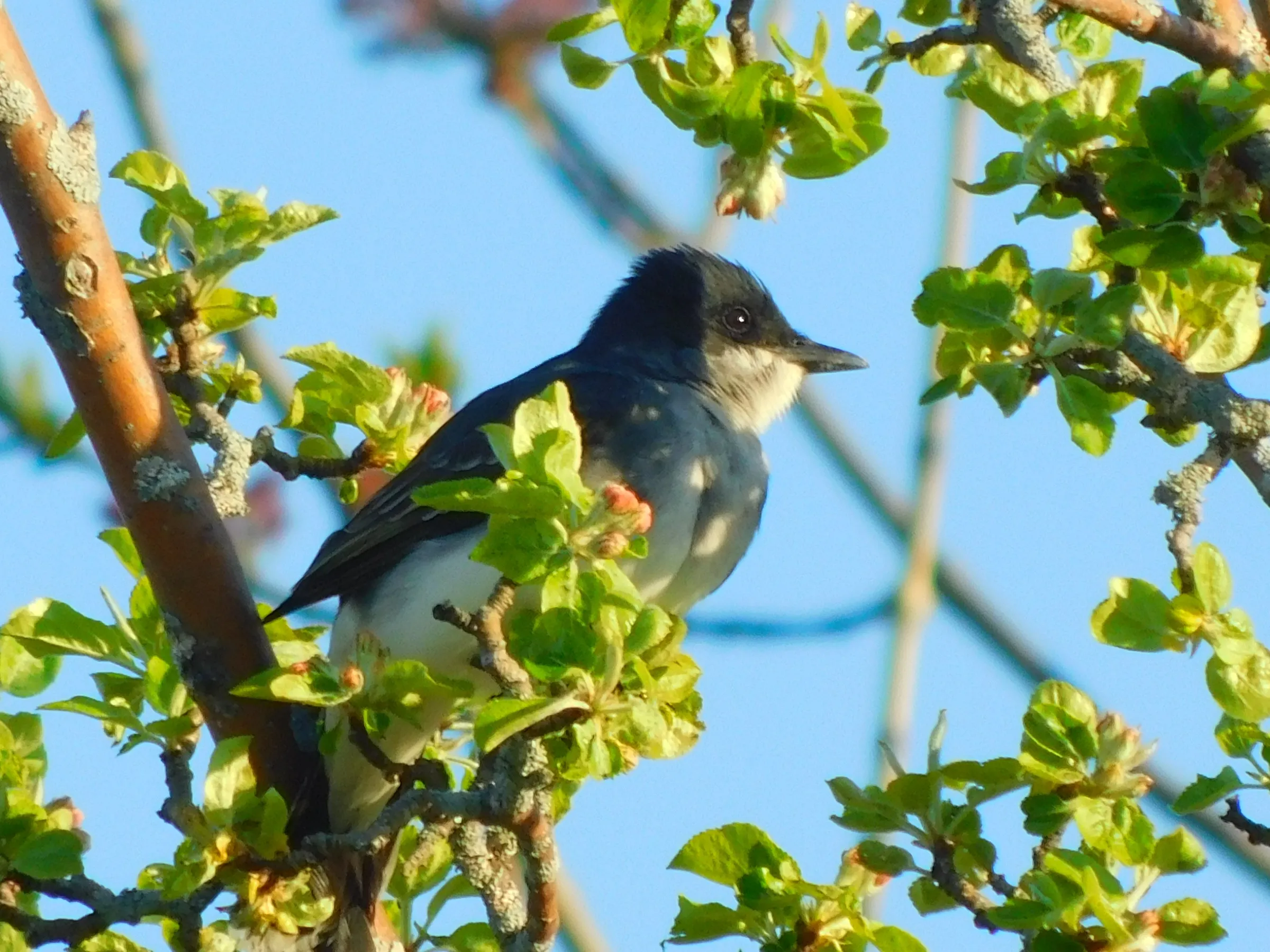 An eastern kingbird among spring leaves