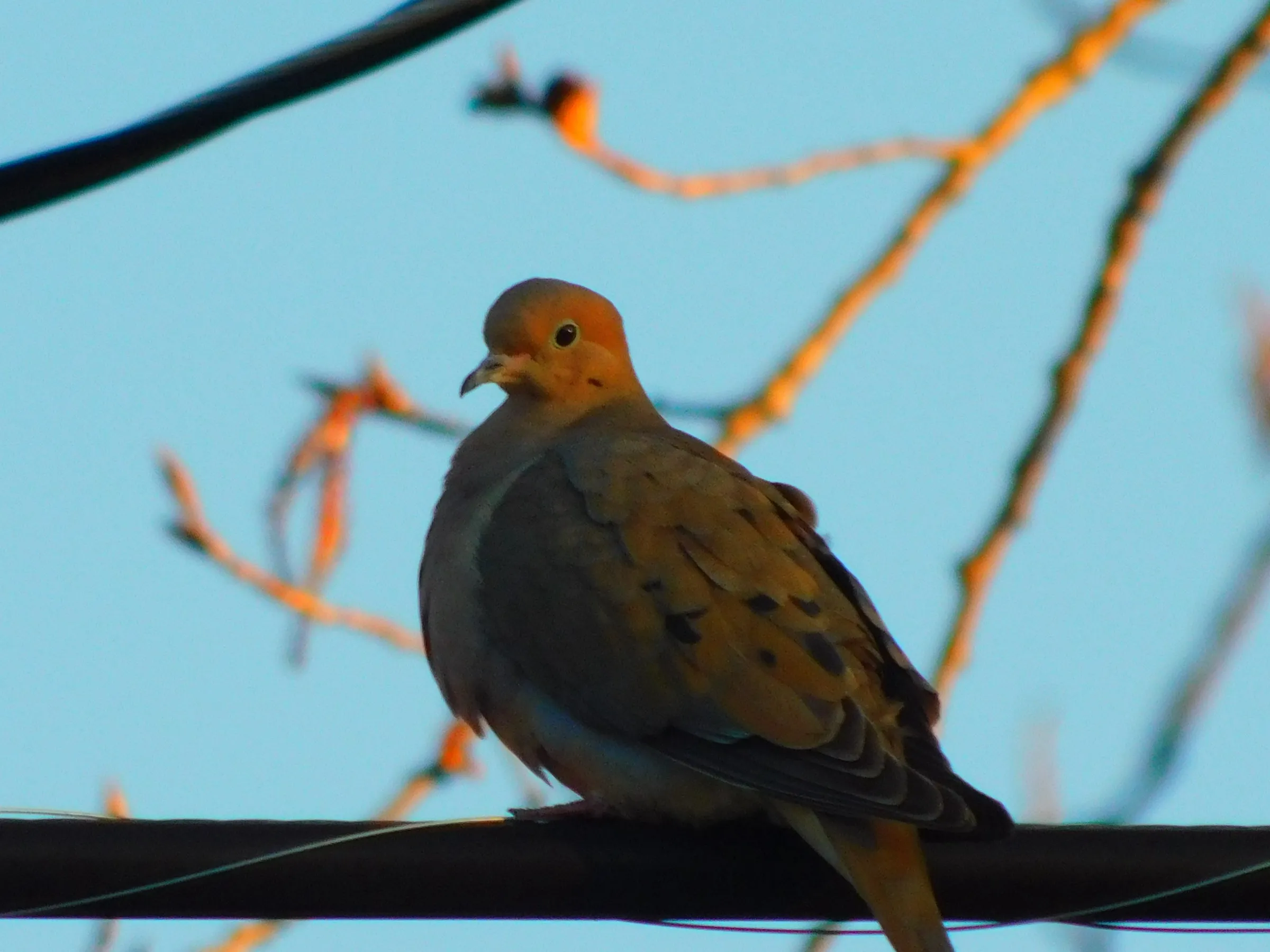 A mourning dove in golden evening light